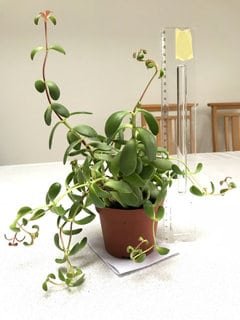 How to keep jade plant from getting leggy? 2