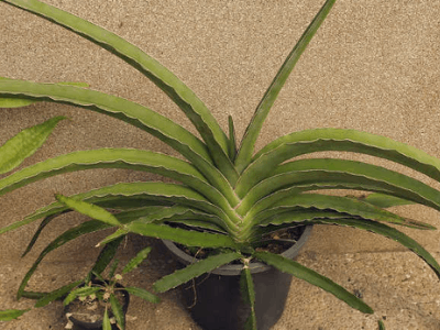 Sansevieria ehrenbergii