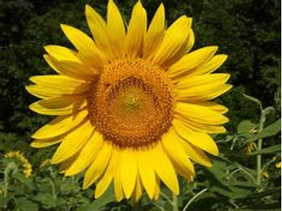 Are sunflowers easy to grow