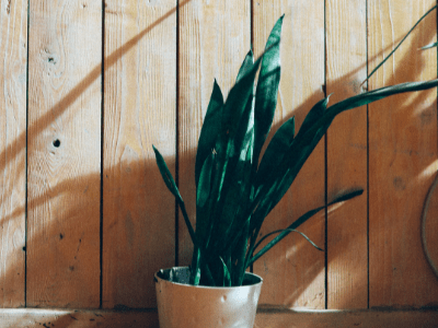 Snake plant 5