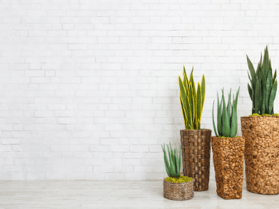 Aloe vera and snake plant differences