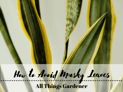 Avoid Mushy Leaves