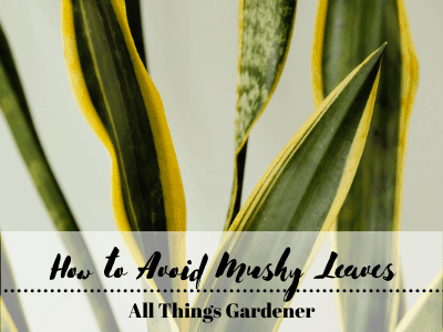 Avoid mushy leaves