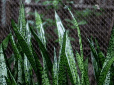 Dead snake plants