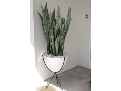 Snake plants