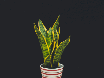 Ditch waves with snake plants!