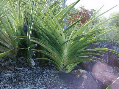 Sansevieria ehrenbergii 5