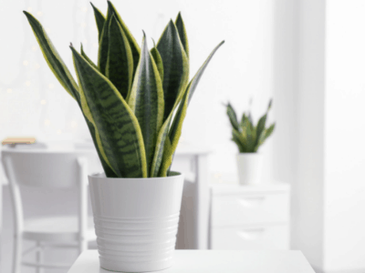 Aloe vera and snake plant differences