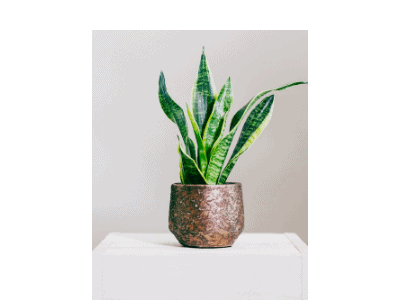 snake plants 2