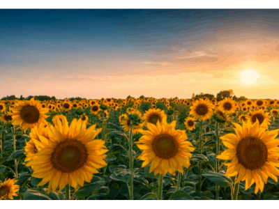 Are sunflowers easy to grow 4