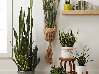 Snake plant 3