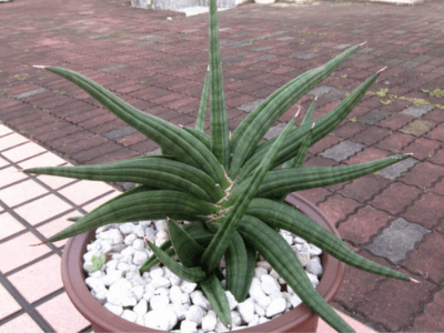 Sansevieria patens 5