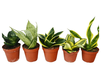 Types of snake plants