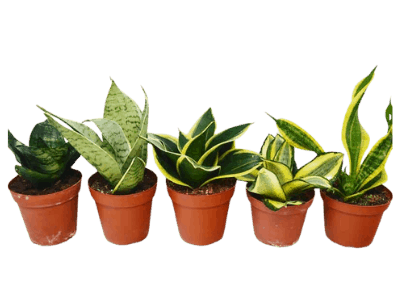 Types of Snake Plants