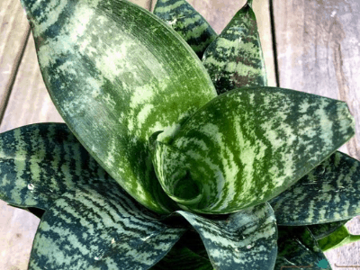 Unique sansevieria 2