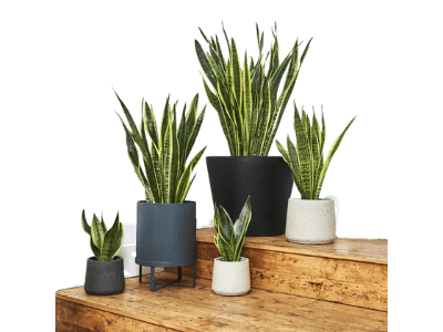 Pots for snake plants