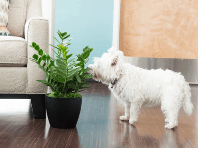 How to keep dogs away from houseplants?