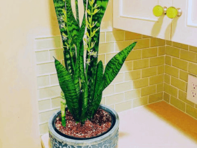 Blooming snake plant