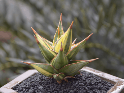 Walking snake plant 4