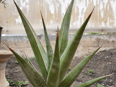 Walking snake plant 3