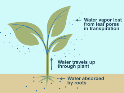 Can indoor plants cool a room?