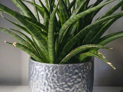 Curling snake plant 4