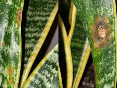 curling snake plant 3