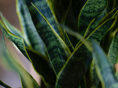 Curling Snake Plant Leaves