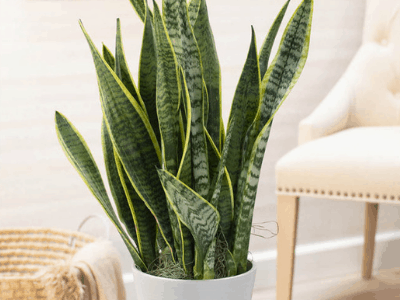 Snake plant life span 2