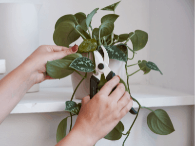 Rotate houseplants 5