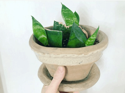 Caring for a snake plant 5