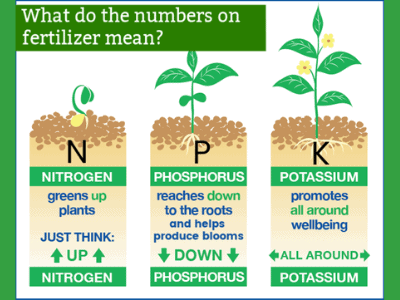 Fertilizing snake plant