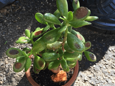 Variegated jade