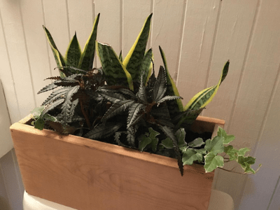 Houseplant pairing 3