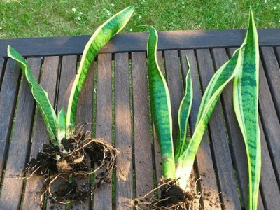 Snake plant 5