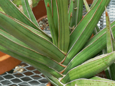 Snake plant 6