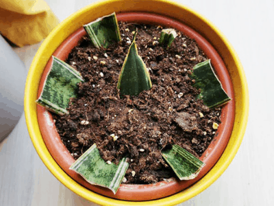 Snake plant 4