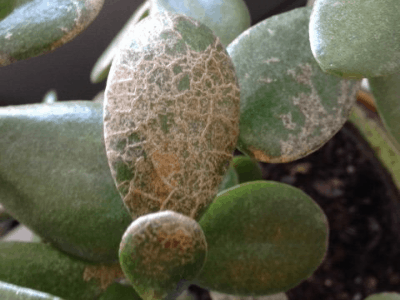 Brown jade plant leaves