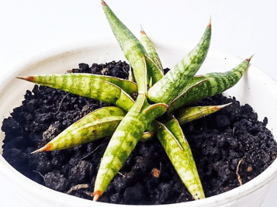 Snake plant 7