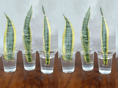 Snake plant 2