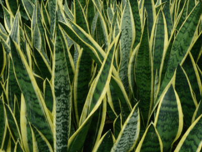 Snake plants