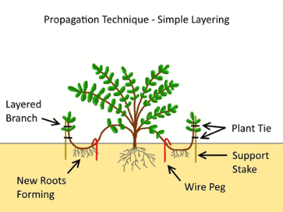 Propagation 7