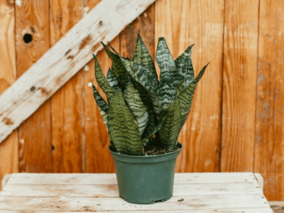 Snake plant 3