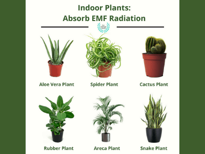 Plants that absorb radiation