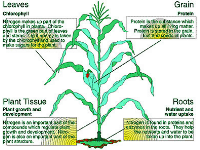 Houseplants 1