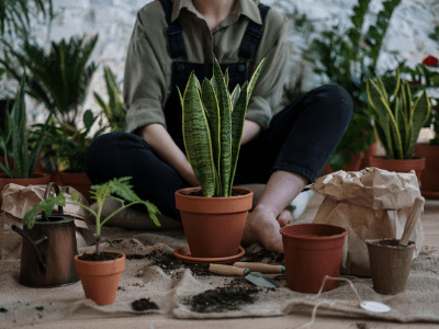 Snake plant 5