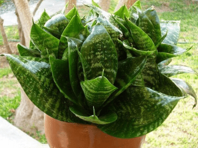 Snake plant 4