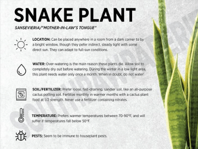 Snake plant 1