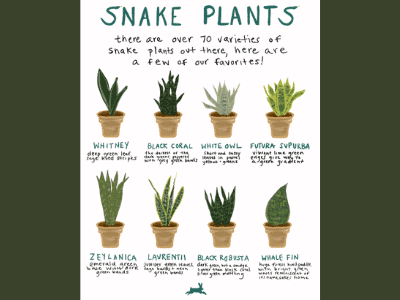 Snake plant 3