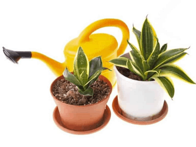 Caring for a snake plant 4